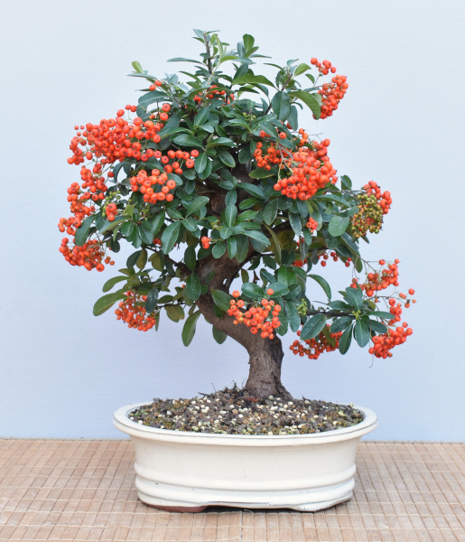Bonsai Outdoor, Feuerdorn (Pyracantha)
