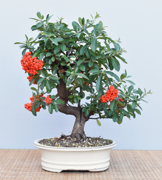Bonsai Outdoor, Feuerdorn (Pyracantha)
