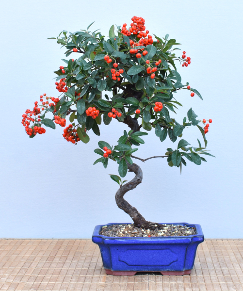 Bonsai Outdoor, Feuerdorn (Pyracantha)