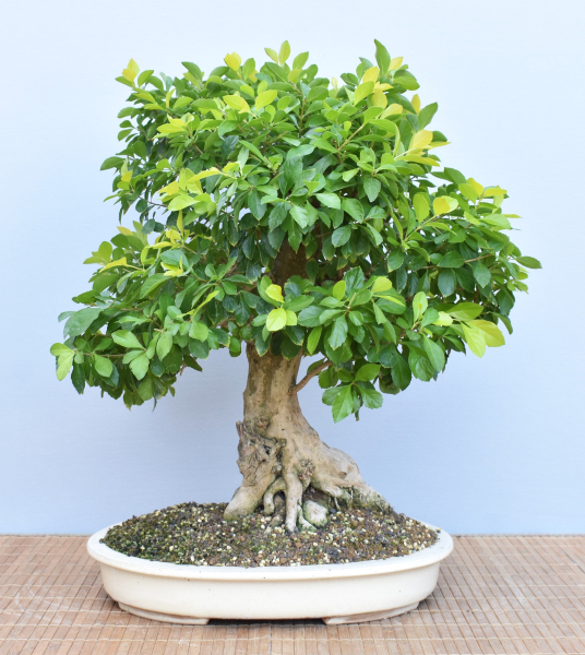 Bonsai Indoor, Taubenbeere (Duranta erecta)
