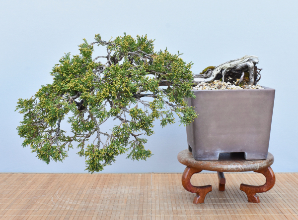Bonsai Outdoor, Sadebaum (Juniperus sabina)