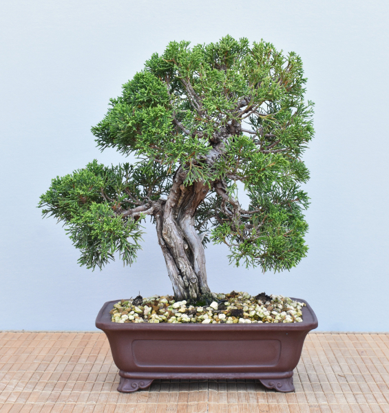 Bonsai Outdoor, Chinesischer Wacholder (Juniperus chinensis 'Itoigawa')
