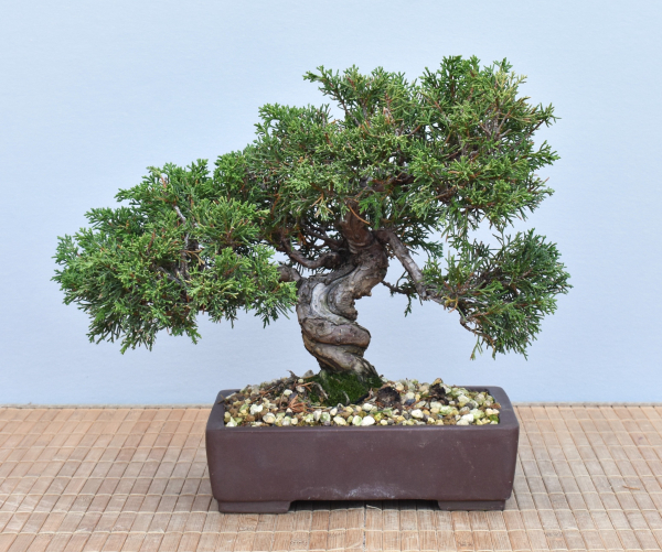 Bonsai Outdoor, Chinesischer Wacholder (Juniperus chinensis)
