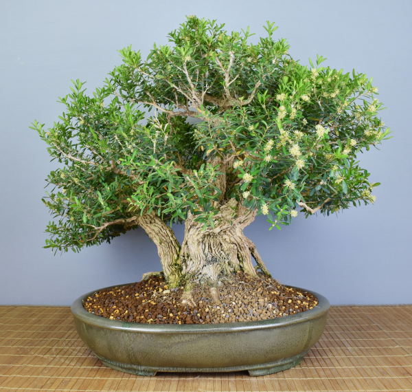 Preview: Bonsai Indoor, Chinesischer Buchsbaum (Buxus harlandii)