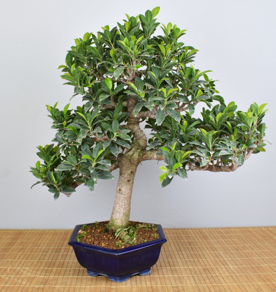 Bonsai Indoor, Feige (Ficus microcarpa)