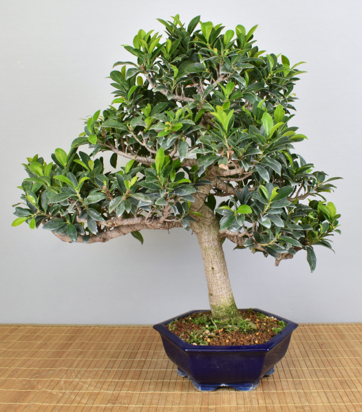 Preview: Bonsai Indoor, Feige (Ficus microcarpa)