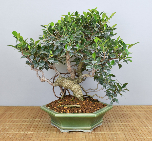 Bonsai Indoor, Feige (Ficus microcarpa)