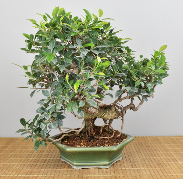 Preview: Bonsai Indoor, Feige (Ficus microcarpa)
