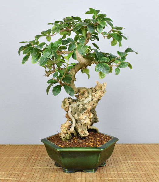 Bonsai Indoor, Acerola- oder Barbados-Kirsche über Fels (Malphigia emarginata)