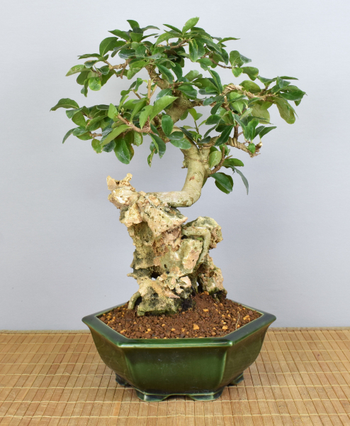Preview: Bonsai Indoor, Acerola- oder Barbados-Kirsche über Fels (Malphigia emarginata)