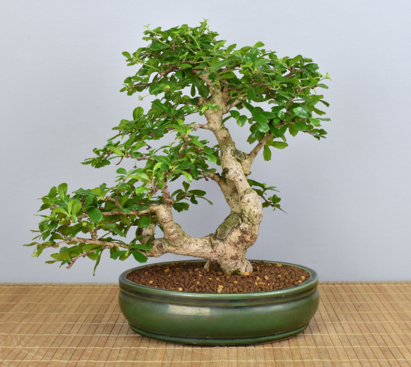 Bonsai Indoor, Fukientee (Carmona microphylla)