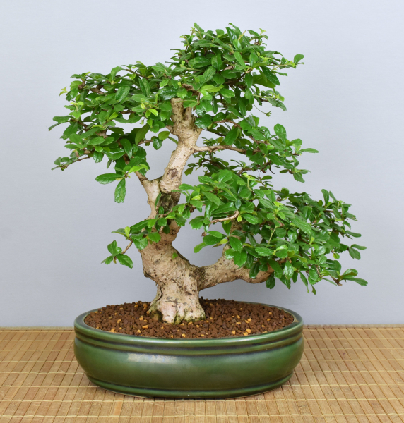 Preview: Bonsai Indoor, Fukientee (Carmona microphylla)