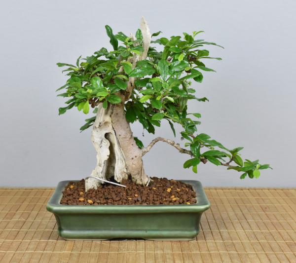 Bonsai Indoor, Fukientee (Carmona microphylla)
