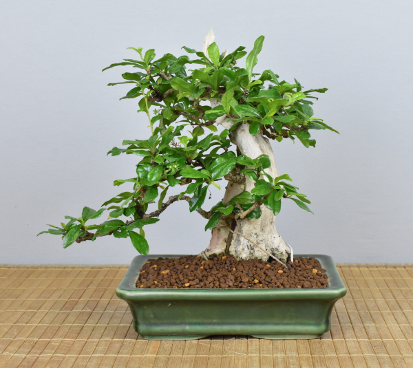 Preview: Bonsai Indoor, Fukientee (Carmona microphylla)