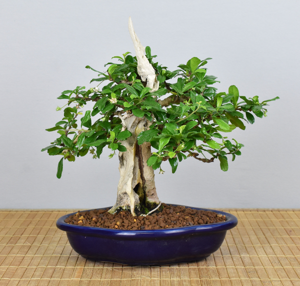 Preview: Bonsai Indoor, Fukientee (Carmona microphylla)