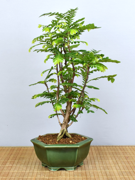 Bonsai Indoor, Tamarinde (Tamarindus indica)