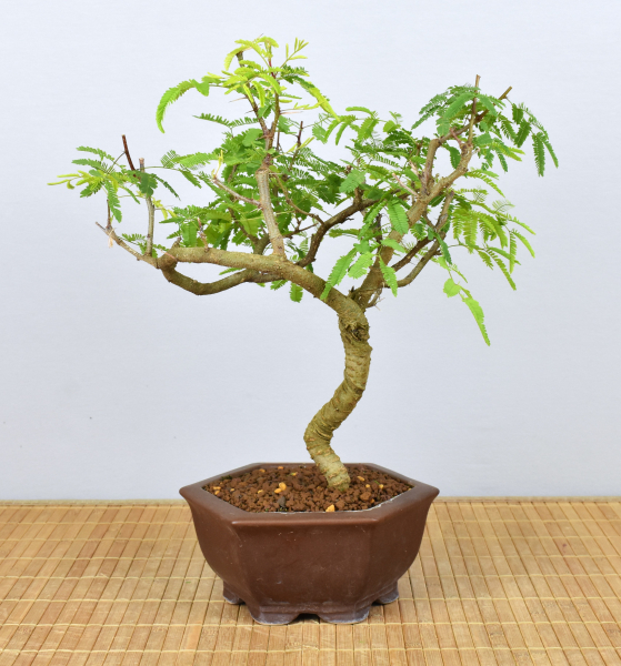 Preview: Bonsai Indoor, Arabische Akazie (Vachellia nilotica, Acacia arabica)