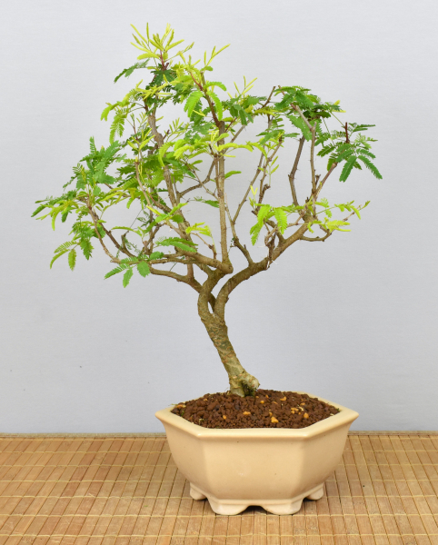 Bonsai Indoor, Arabische Akazie (Vachellia nilotica, Acacia arabica)