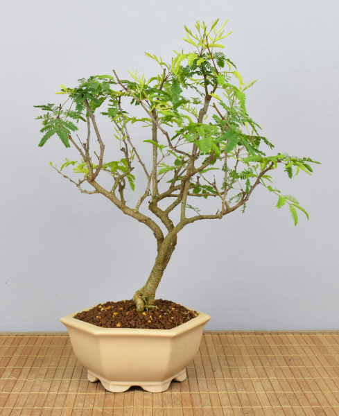 Preview: Bonsai Indoor, Arabische Akazie (Vachellia nilotica, Acacia arabica)