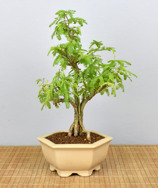 Bonsai Indoor, Arabische Akazie (Vachellia nilotica, Acacia arabica)