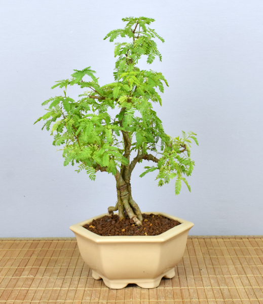 Preview: Bonsai Indoor, Arabische Akazie (Vachellia nilotica, Acacia arabica)