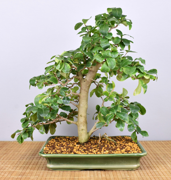 Bonsai Indoor, Acerola- oder Barbados-Kirsche (Malphigia emarginata)