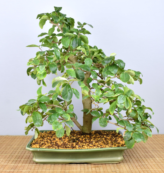 Preview: Bonsai Indoor, Acerola- oder Barbados-Kirsche (Malphigia emarginata)