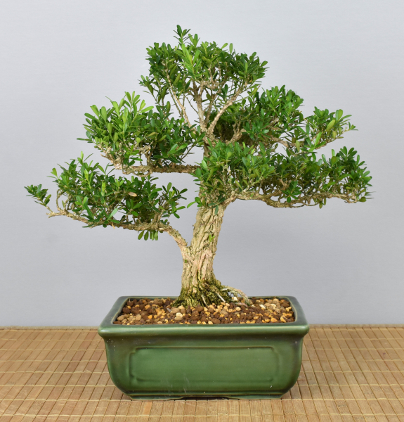Preview: Bonsai Indoor, Chinesischer Buchsbaum (Buxus harlandii)
