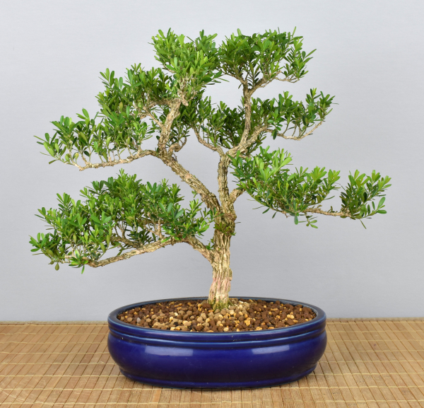 Bonsai Indoor, Chinesischer Buchsbaum (Buxus harlandii)