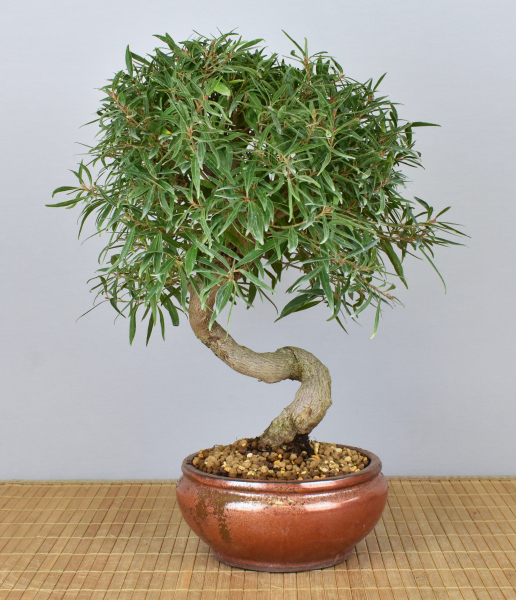 Bonsai Indoor, Oleanderblättriger Feigenbaum (Ficus nerifolia)