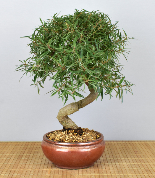 Preview: Bonsai Indoor, Oleanderblättriger Feigenbaum (Ficus nerifolia)