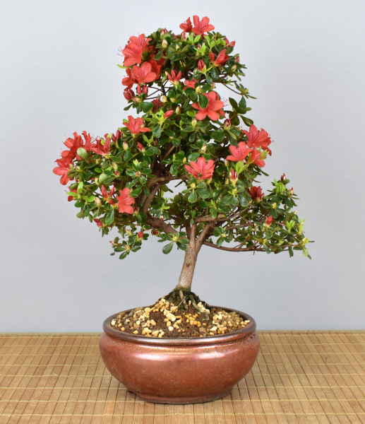 Bonsai Outdoor, Japanische Azalee (Rhododendron indicum)