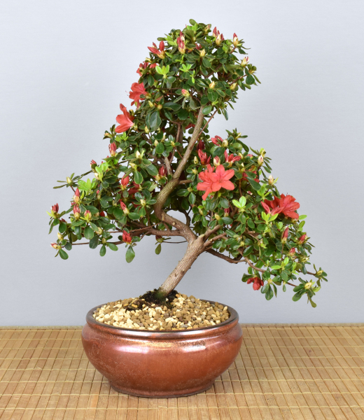 Bonsai Outdoor, Japanische Azalee (Rhododendron indicum)