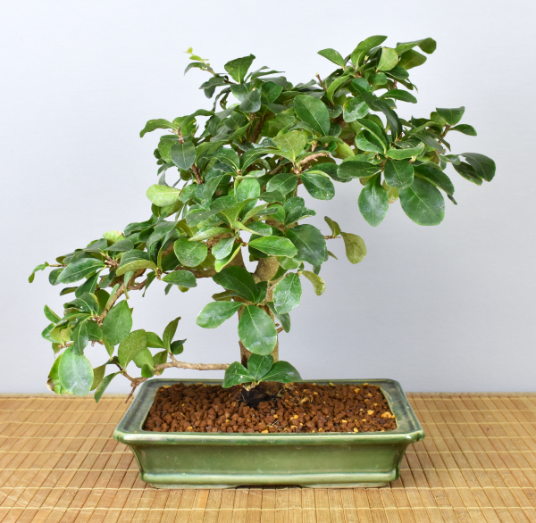 Preview: Bonsai Indoor, Acerola- oder Barbados-Kirsche (Malphigia emarginata)