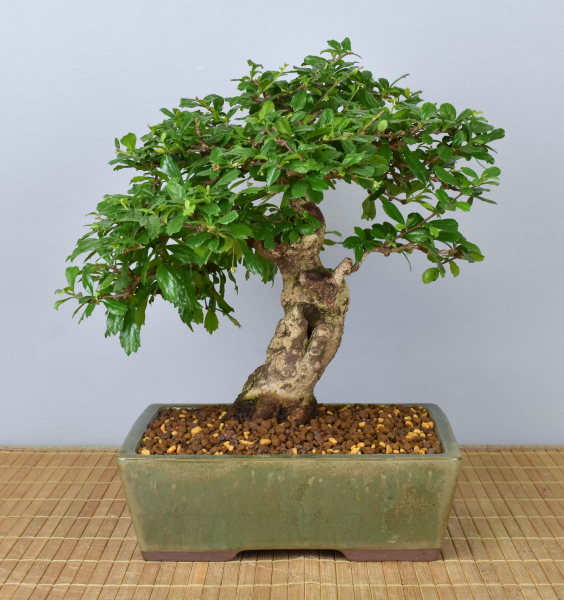 Preview: Bonsai Indoor, Fukientee (Carmona microphylla)