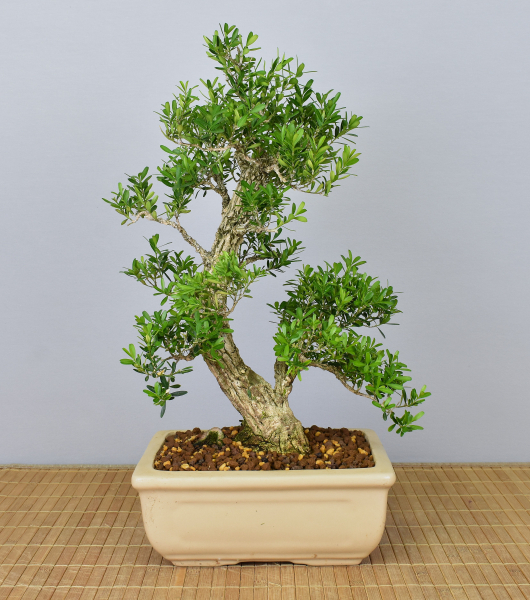 Bonsai Indoor, Chinesischer Buchsbaum (Buxus harlandii)