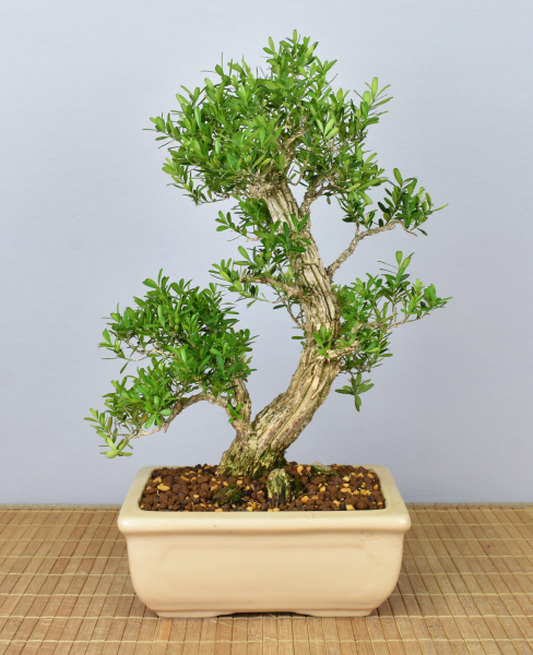 Preview: Bonsai Indoor, Chinesischer Buchsbaum (Buxus harlandii)