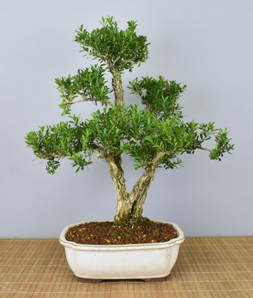 Preview: Bonsai Indoor, Chinesischer Buchsbaum (Buxus harlandii)