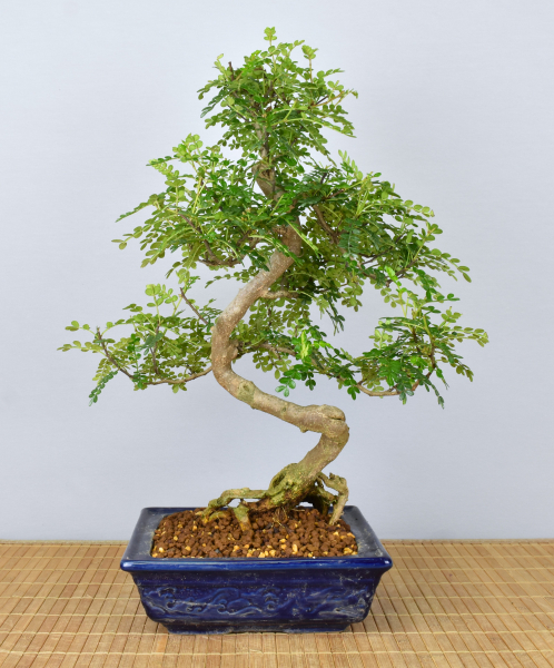 Preview: Bonsai Indoor, Szechuanpfeffer (Zanthoxylum piperitum)