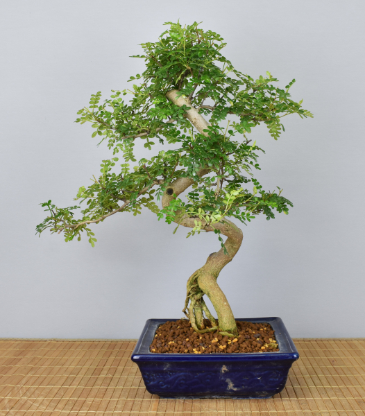 Preview: Bonsai Indoor, Szechuanpfeffer (Zanthoxylum piperitum)