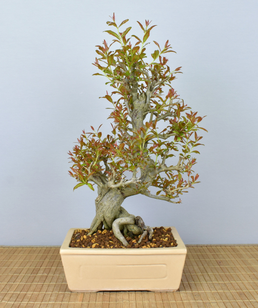 Bonsai Mediterran, Granatapfel (Punica granatum 'nejikan')