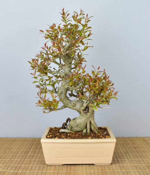 Preview: Bonsai Mediterran, Granatapfel (Punica granatum 'nejikan')