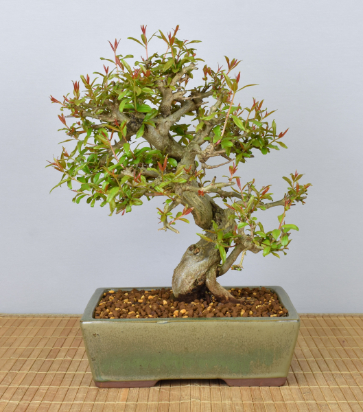 Preview: Bonsai Mediterran, Granatapfel (Punica granatum 'nejikan')