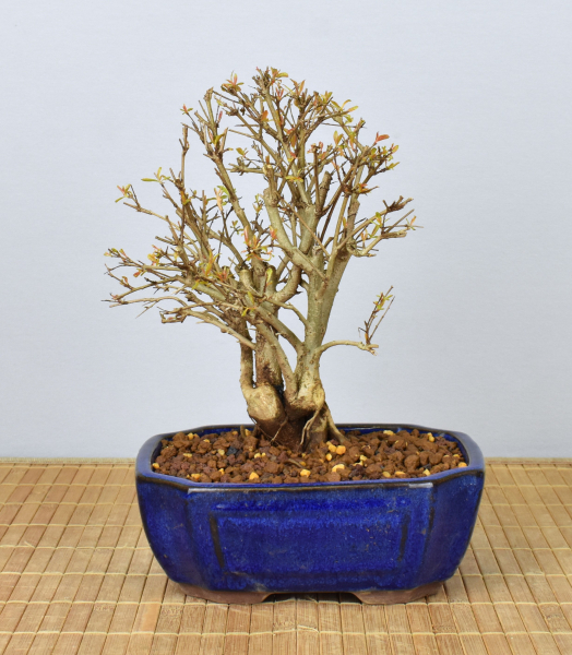 Bonsai Mediterran, Granatapfel (Punica granatum 'nana')