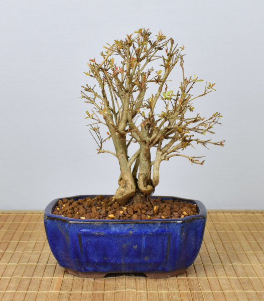 Preview: Bonsai Mediterran, Granatapfel (Punica granatum 'nana')