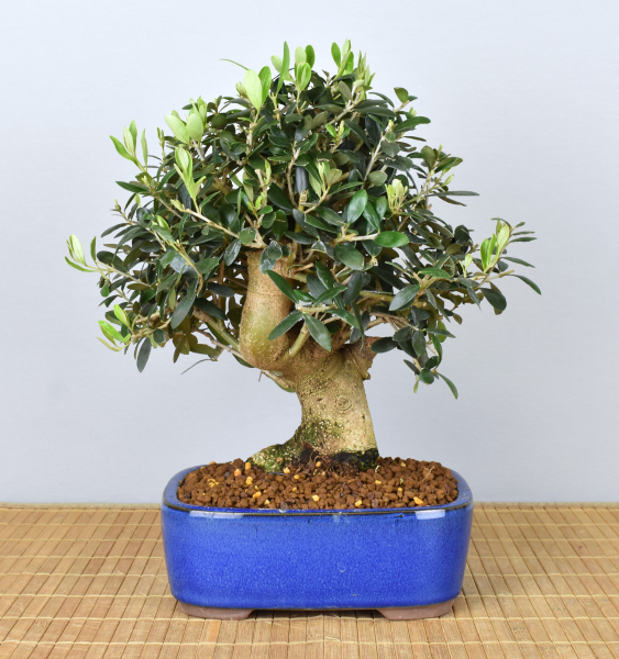 Bonsai Mediterran, Olive (Olea europaea)