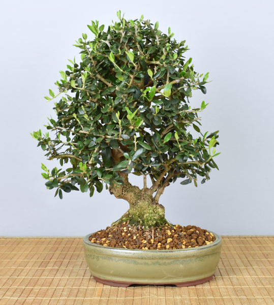 Bonsai Mediterran, Wildolive (Olea europaea 'sylvestris')
