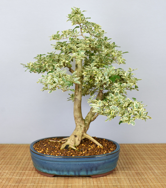 Bonsai Indoor, Weißbunter Liguster (Ligustrum ovalifolium 'variegata')