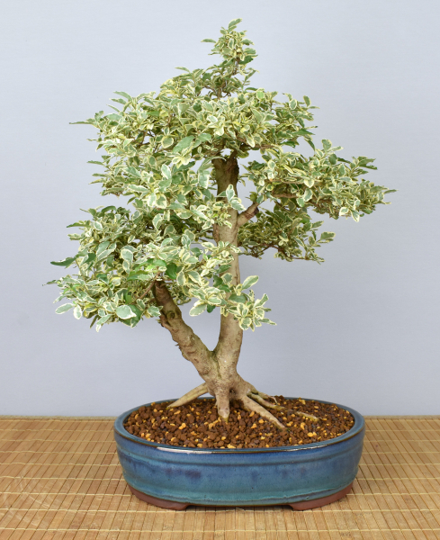 Preview: Bonsai Indoor, Weißbunter Liguster (Ligustrum ovalifolium 'variegata')