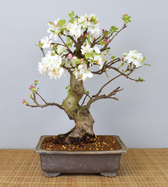 Bonsai Outdoor, Zierapfel (Malus sp.)